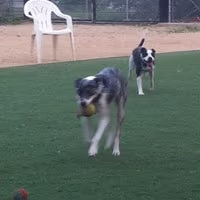 Miyuki Dog Park photo 2